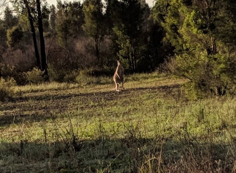 Wianamatta Nature Reserve - Image 2