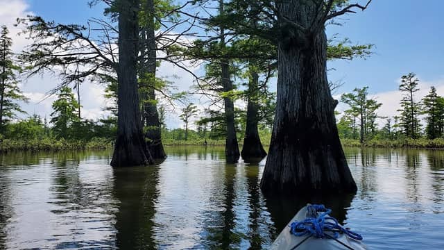 Lower Cache River Access - Image 1
