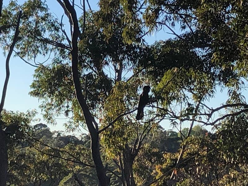 Wahroonga Cliff Lookout - Image 2