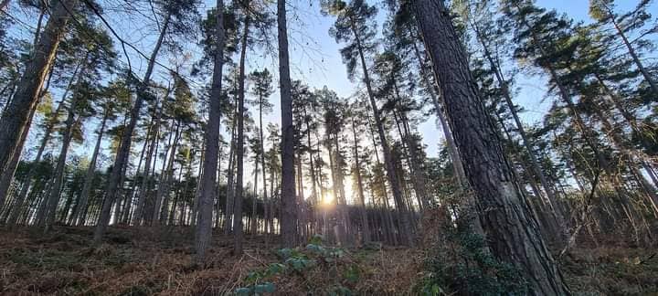 Birches valley - Image 2