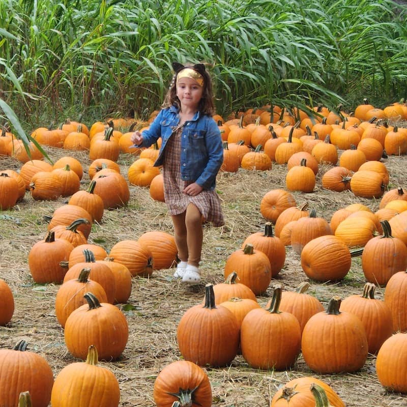 Naylor Family Farm & Corn Maze - Image 1