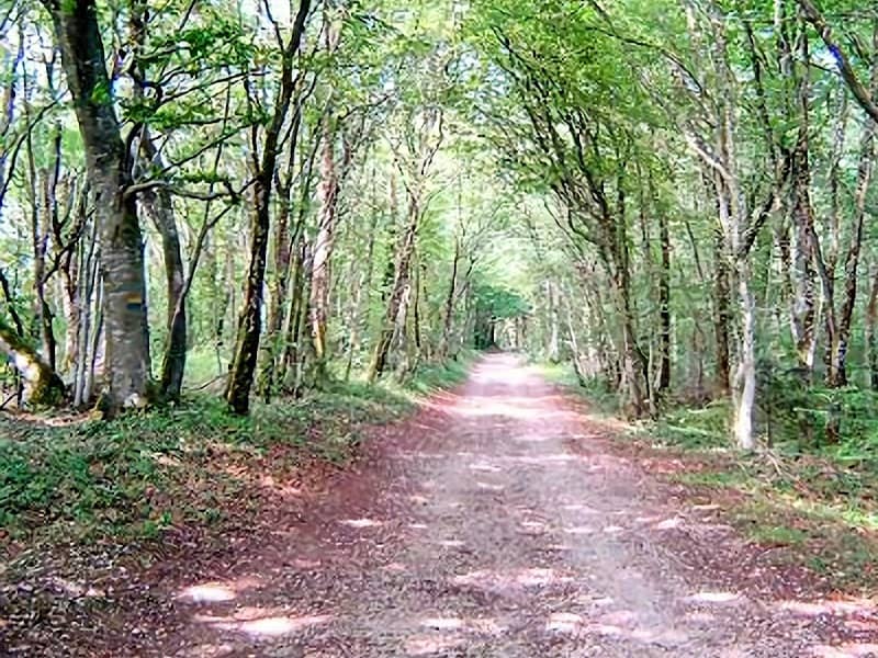 Forêt de chailluz Besançon - Image 1