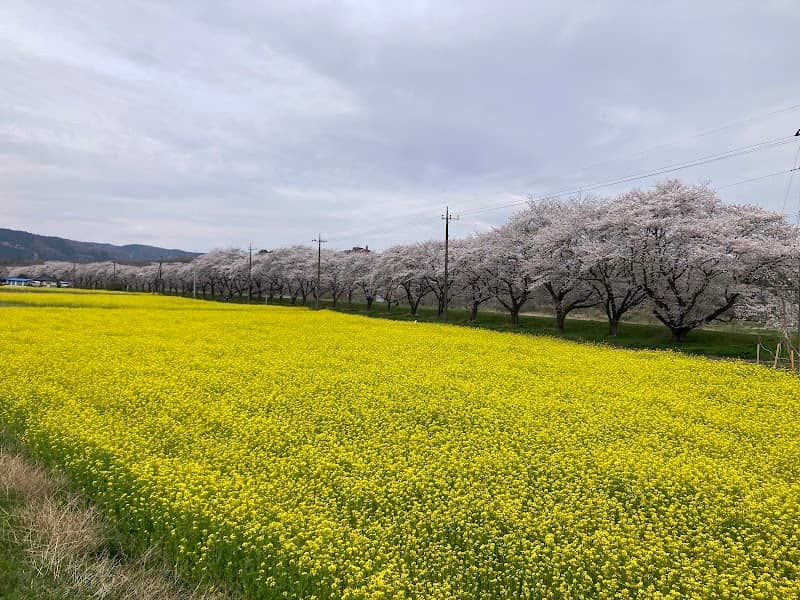 おおくら はなの回廊 - Image 1