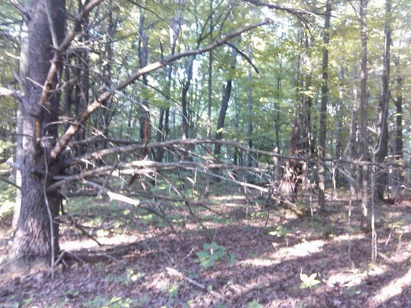 Moss Hill State Forest - Image 2