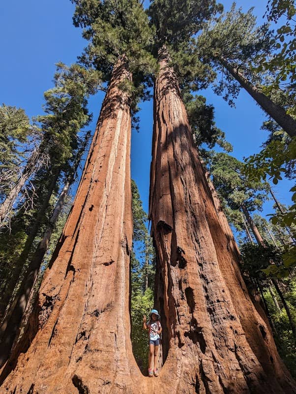 Calaveras Big Trees State Park - Image 1