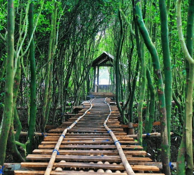 Wana Tirta Mangrove Forests - Image 1