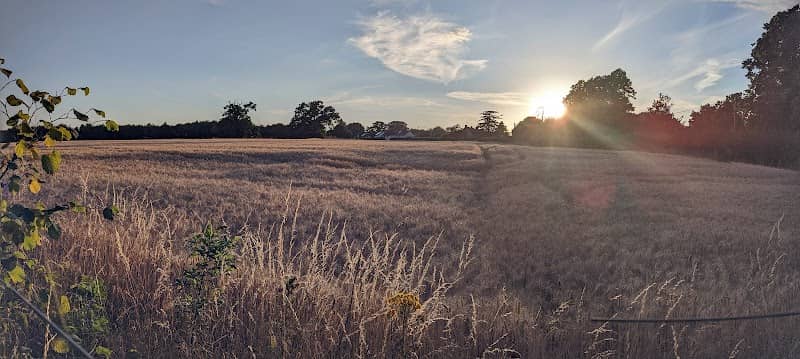 John Ray Millennium Green - Image 1
