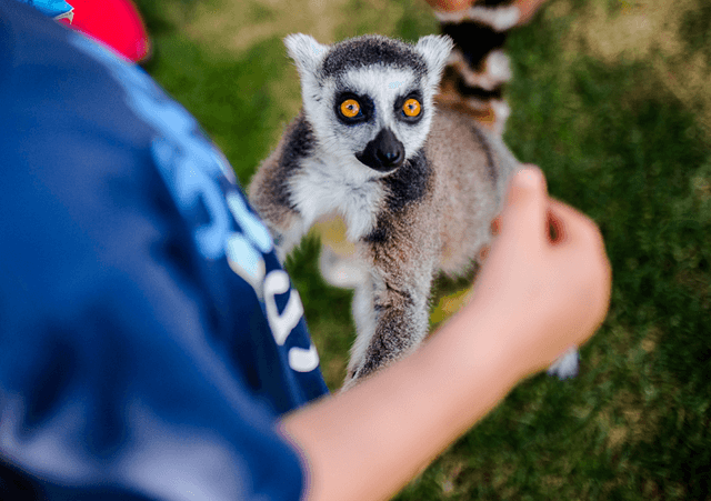 Lemur Park - Image 1