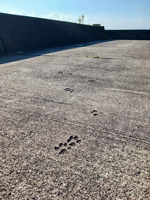 犬の足跡 - Image 1