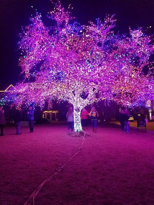 The Magic Tree - Image 2
