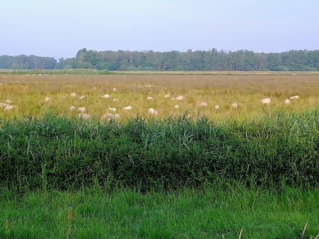 "Dümmer" Nature Reserve - Image 1