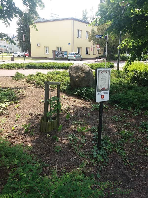 Dąb Niepodległości - Image 2