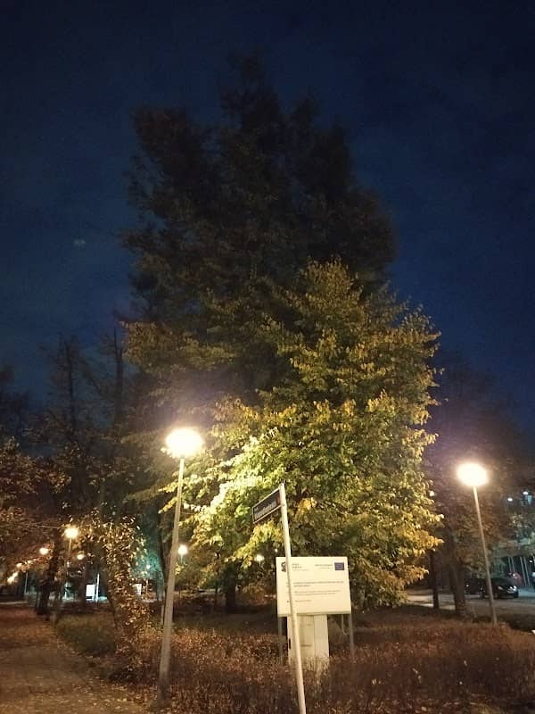 Dąb Niepodległości - Image 1