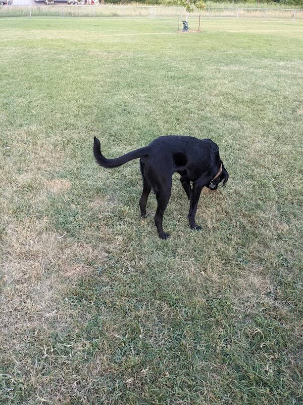 Sparta Buth Field Dog Park - Image 1