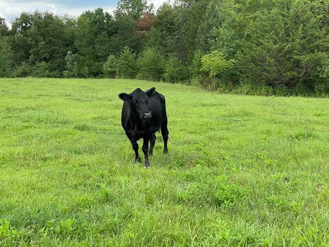 Hendricks Family Farm LLC - Image 2