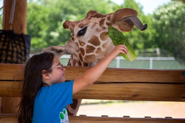 Lincoln Children's Zoo - Image 1