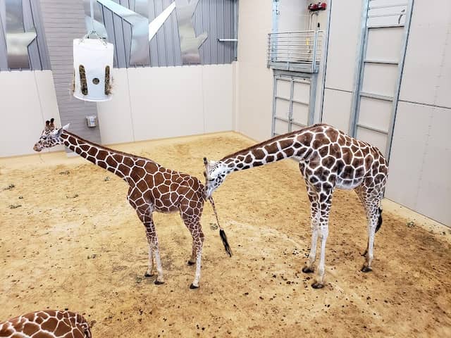 Lincoln Children's Zoo - Image 2