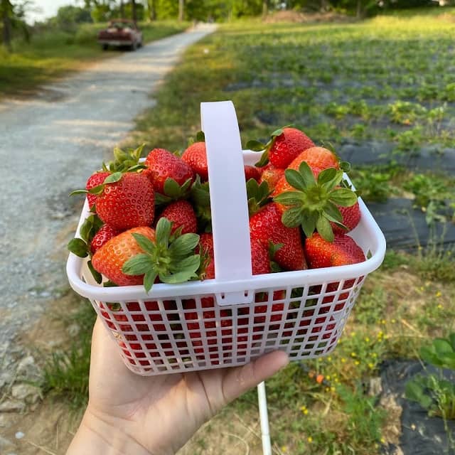 Wagner Berry Farm - Image 1