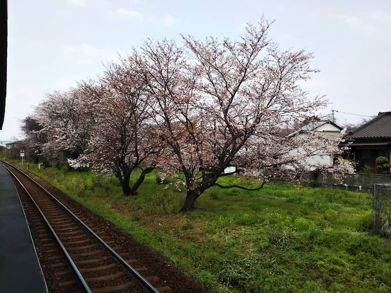 須恵駅桜並木 - Image 1