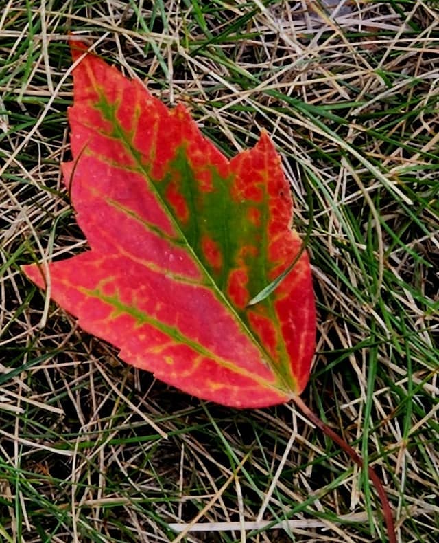 Madrid Roadside Park - Image 1