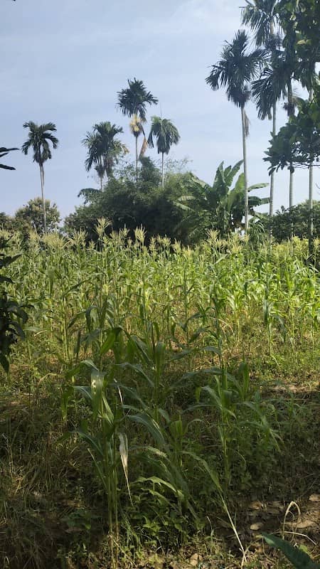 Ladang berok - Image 2