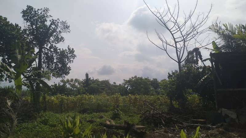 Ladang berok - Image 1