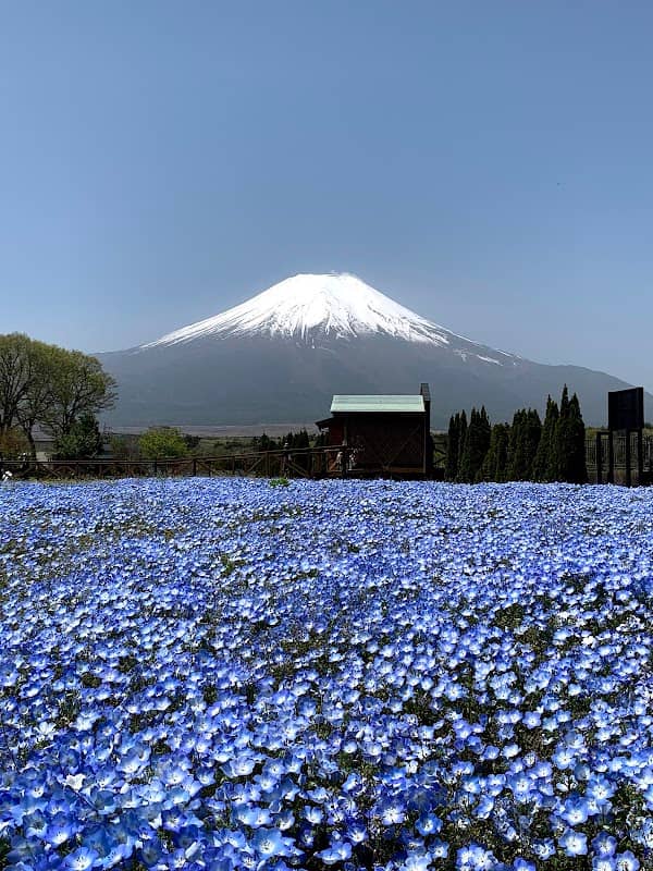 Yamanakako Hana-no-miyako Park Seiryu-no-sato - Image 1