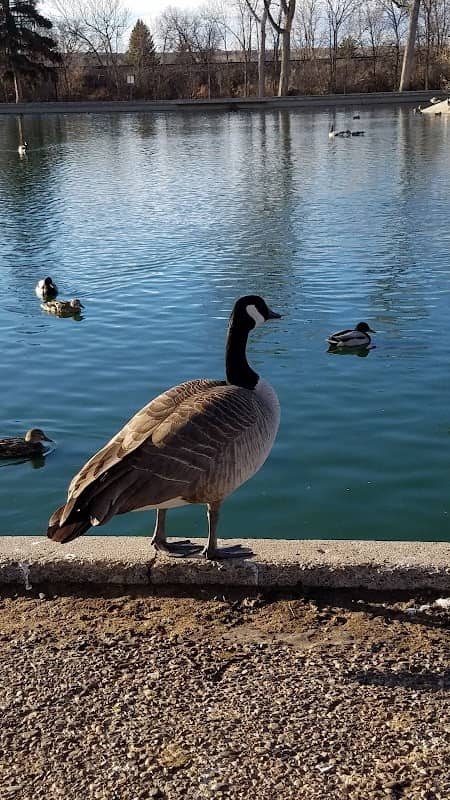 Duck Pond | Gibson Park - Image 3