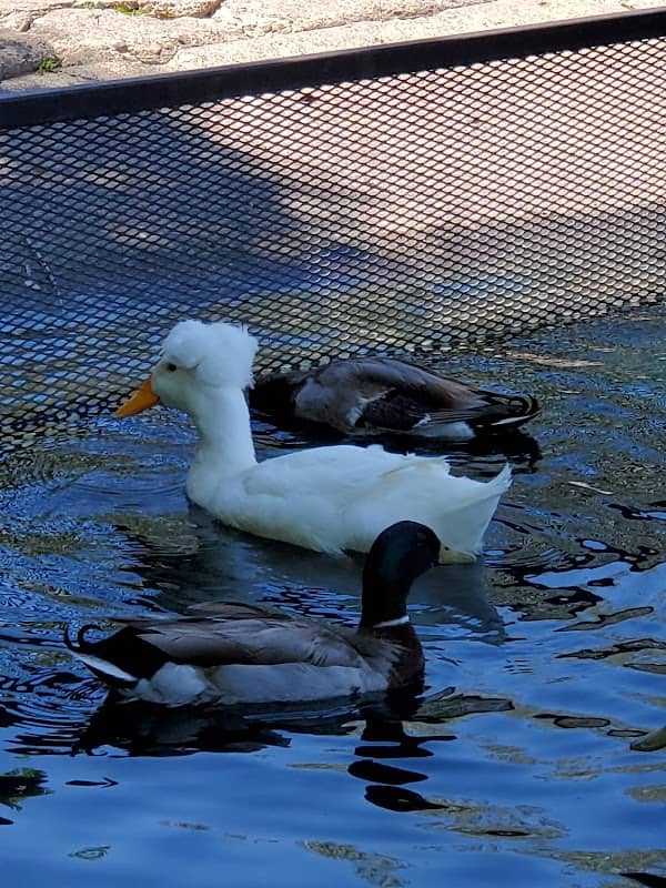 Duck Pond | Gibson Park - Image 2