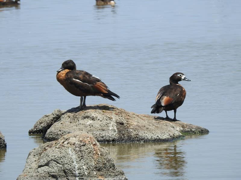 Austin Road Bird Hide - Image 1