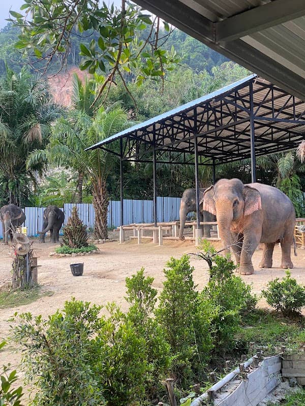 Elephant Jungle Sanctuary Phuket (Bang Tao Branch) - Image 2
