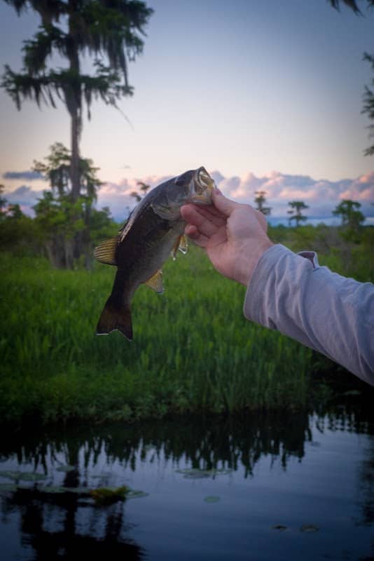 Dave's Bayou - Image 1
