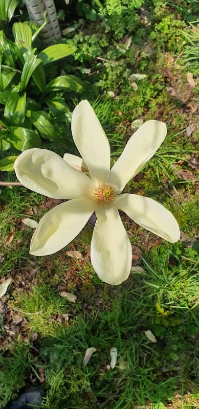 The Willoughbridge Garden Trust - Image 1