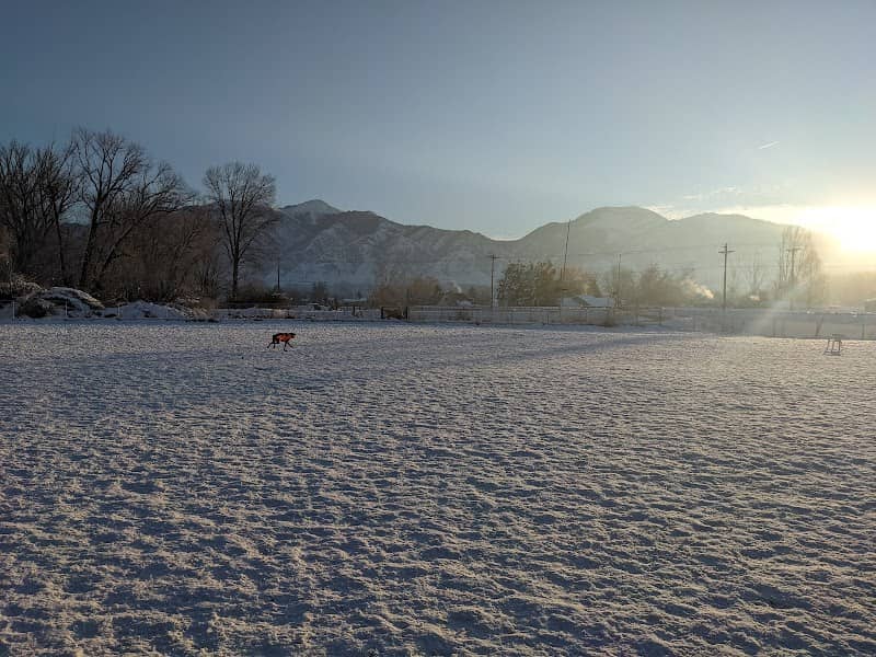 Dog Park - Image 1