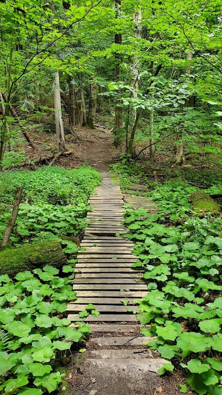 Simcoe County Forest - Hodgson Tract - Image 1