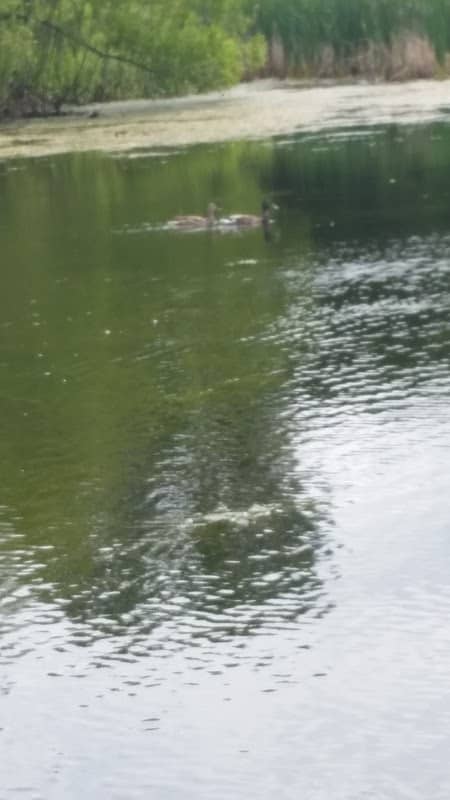 Boudins Park - Image 3