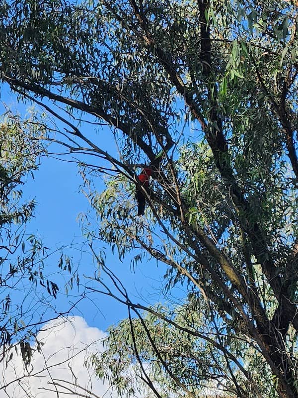 Macquarie Links Nature Walk - Image 1