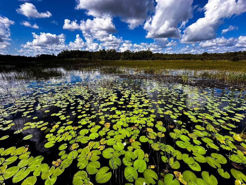 Grassy Waters Preserve - Image 1