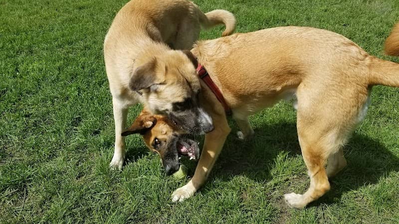 Monticello Dog Park - Image 3