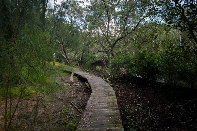 Lane Cove Bushwalk - Image 2