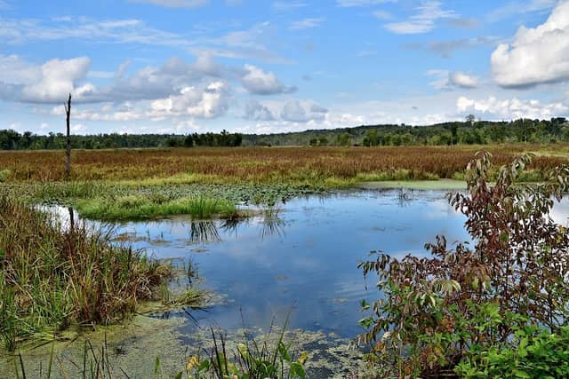Killbuck Marsh Wildlife Area - Image 2