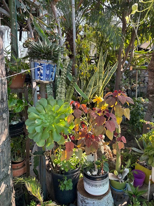 El jardín de Alicia y Beto - Image 2