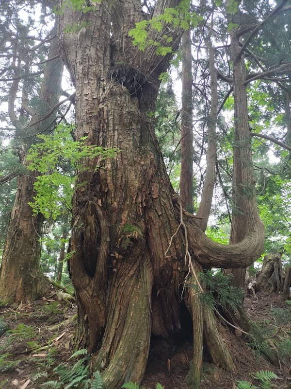 クラガ大杉 - Image 1