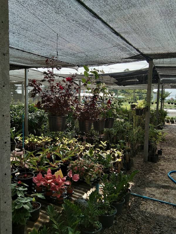ร้านสมเดชพันธุ์ไม้ 2 - Image 1