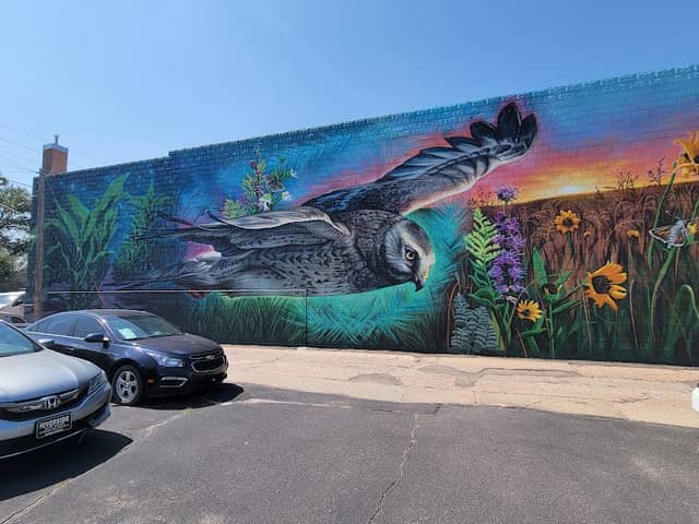 Northern Harrier Mural - Image 3