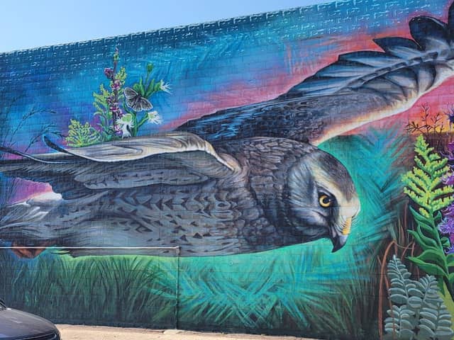 Northern Harrier Mural - Image 1