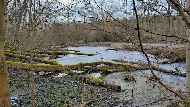 Rezerwat przyrody Bieniszew - Staw "Pustelnik". - Image 1