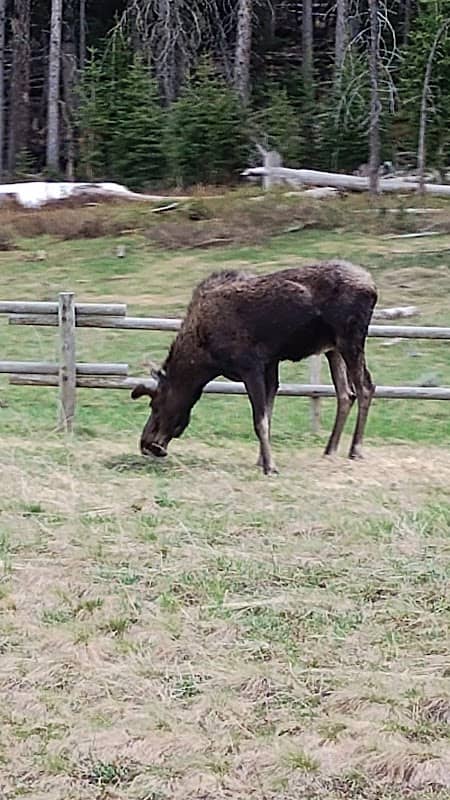 Big Horn Mountains Scenic Byway - Image 2