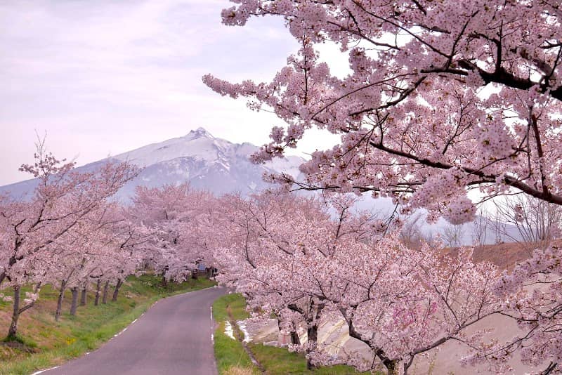 鶴田町間山桜並木 - Image 1