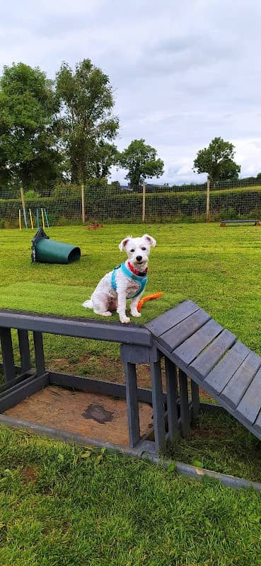 Unleashed Dog Adventure Park - Image 2